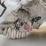 ÅRABROT - "The Årabrot Skull" - Auction - Image 3