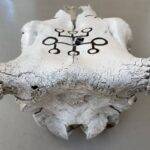 ÅRABROT - "The Årabrot Skull" - Auction - Image 4
