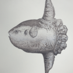 The Ocean - "Sunfish"  - Art Print